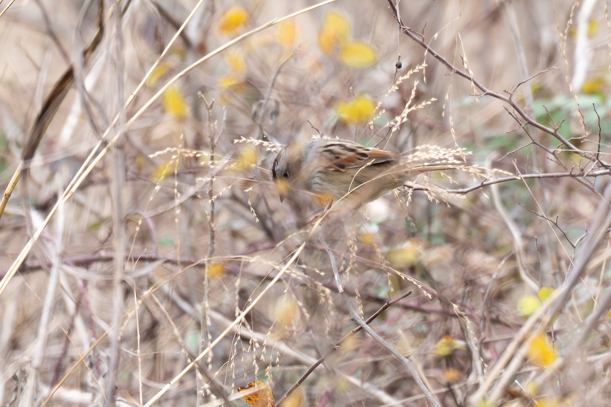 Swamp Sparrow - ML646882050