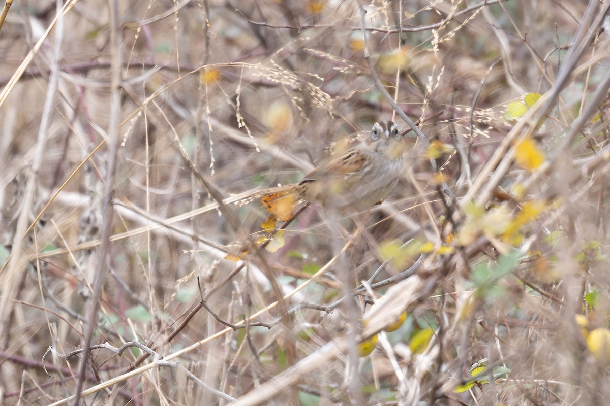 Swamp Sparrow - ML646882051