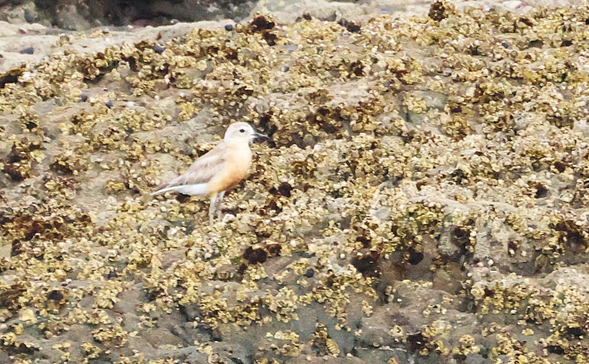 Пісочник маорійський - ML646882053