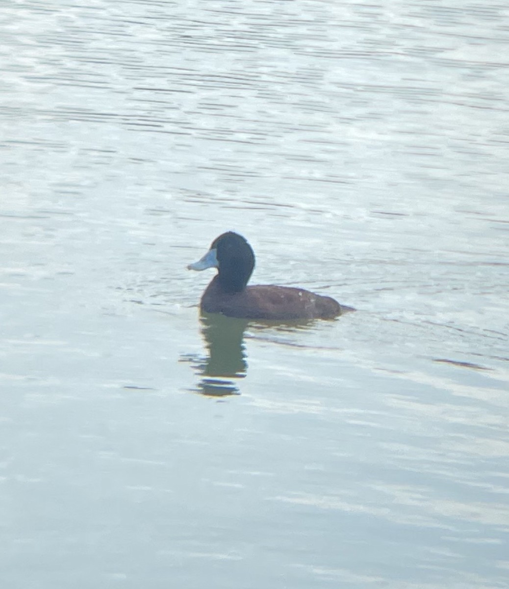 Blue-billed Duck - ML646882054