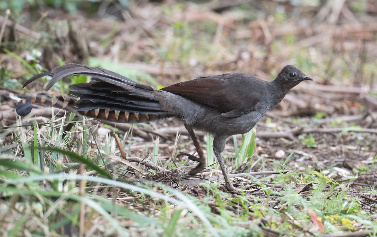 コトドリ - ML646882060