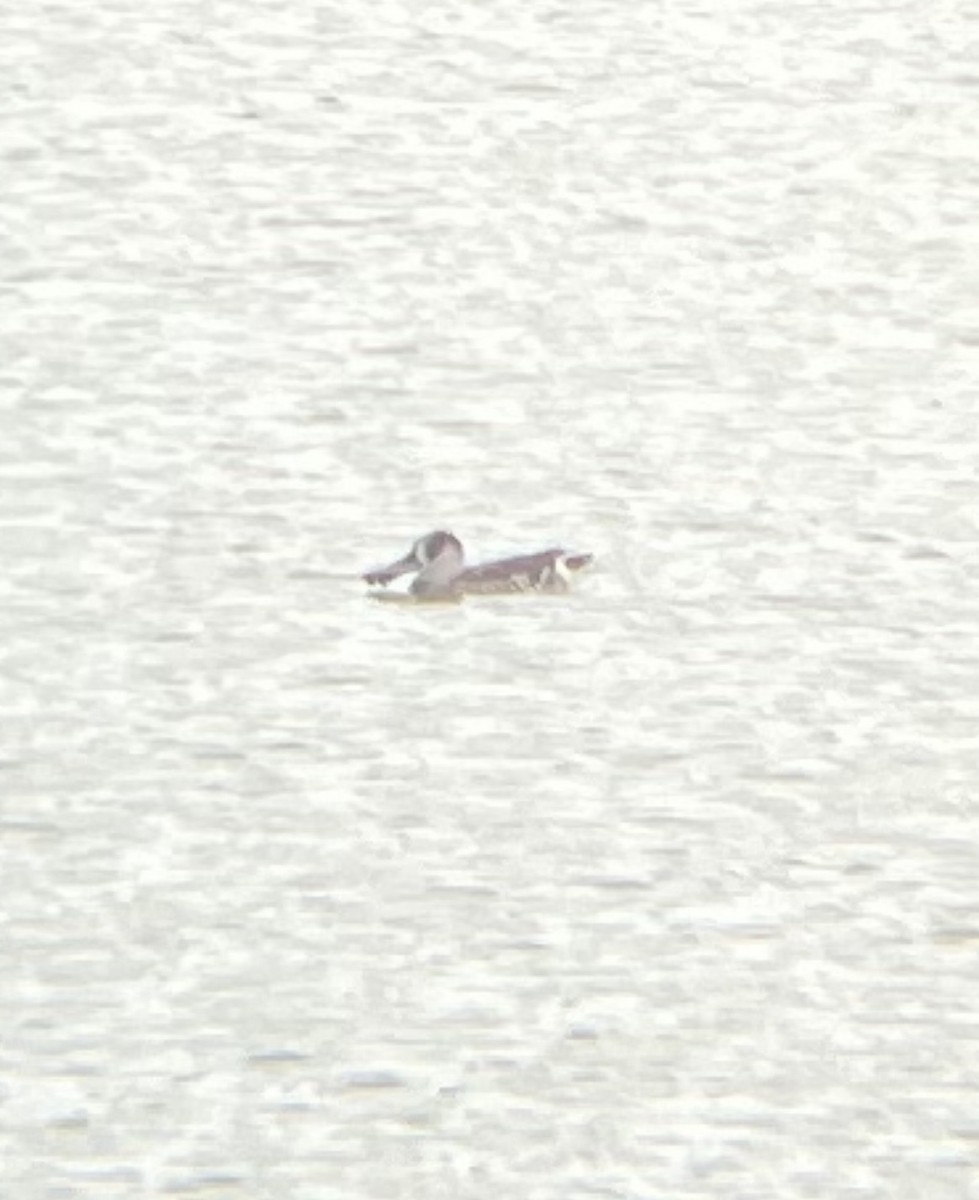 Pink-eared Duck - ML646882061