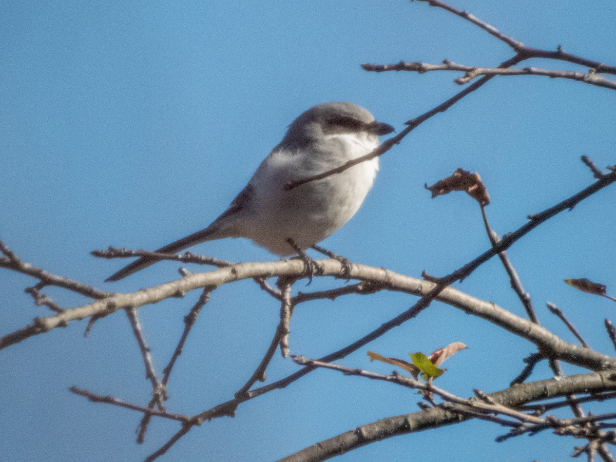 Loggerhead Shrike - ML646882062