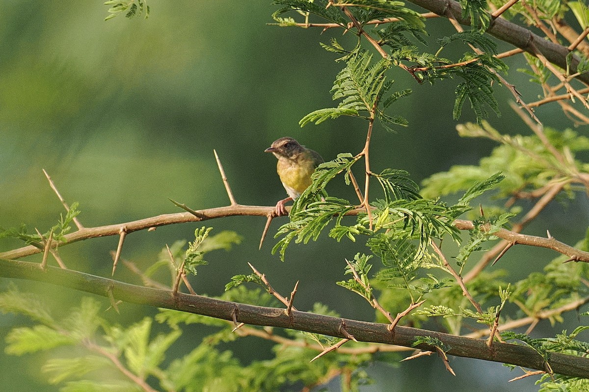 Green Crombec - ML646882063