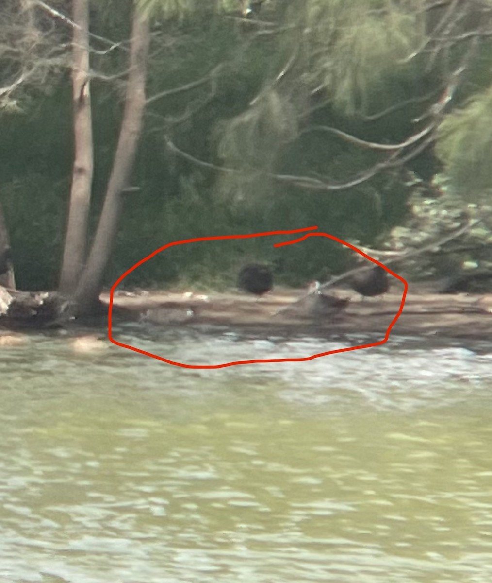 Pink-eared Duck - ML646882064