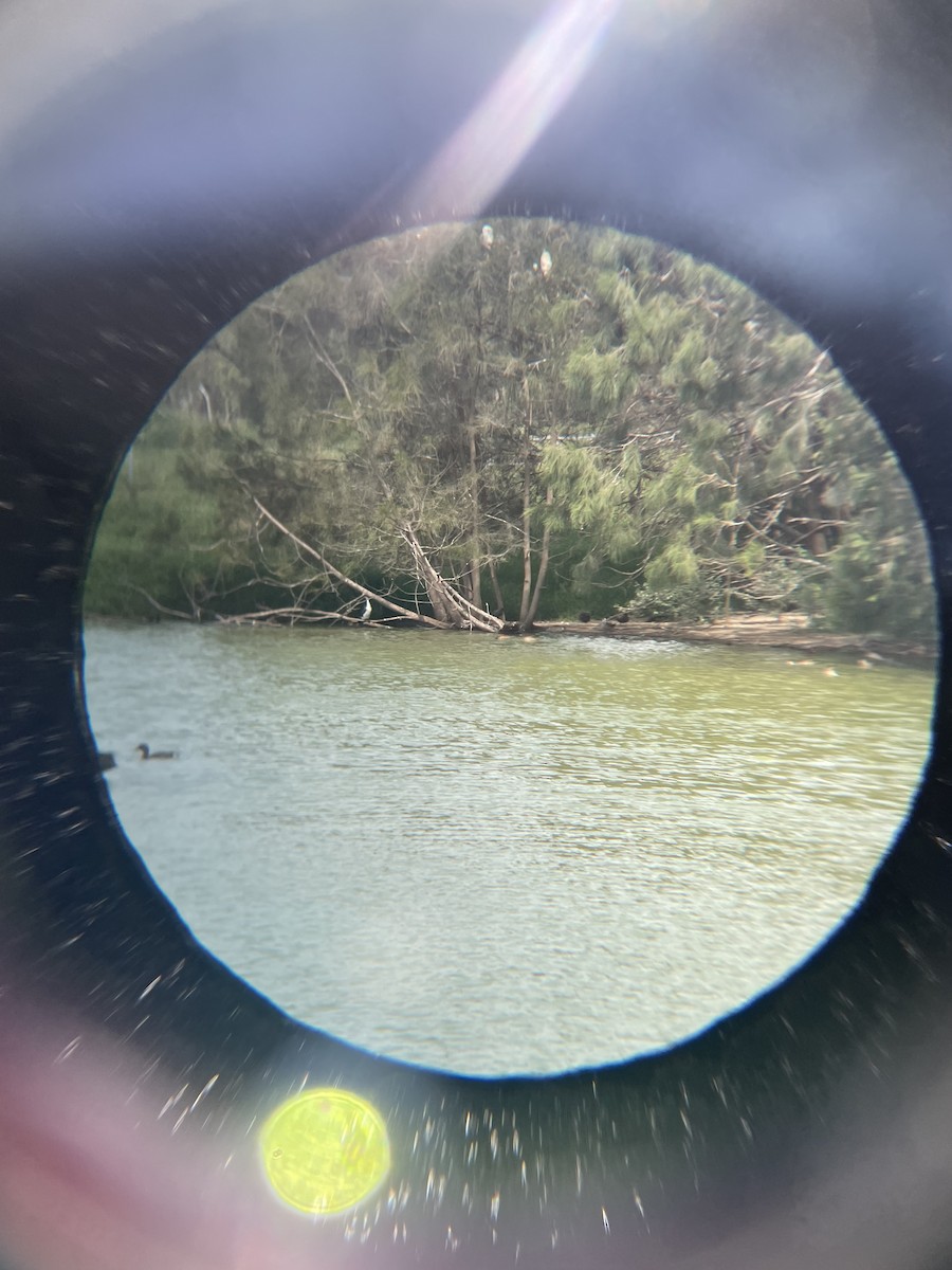 Pink-eared Duck - ML646882065