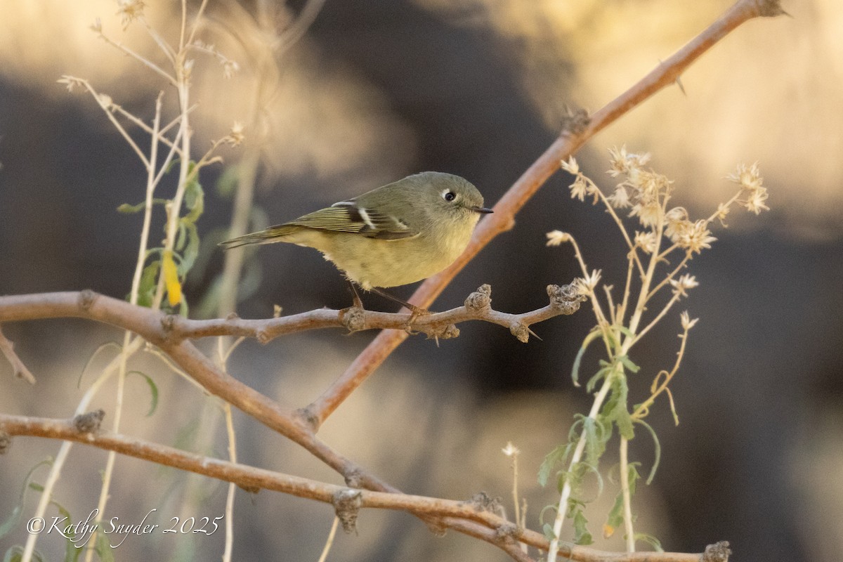 Ruby-crowned Kinglet - ML646882066