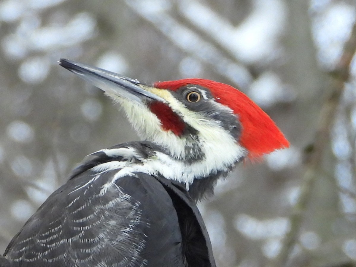 Pileated Woodpecker - ML646882068