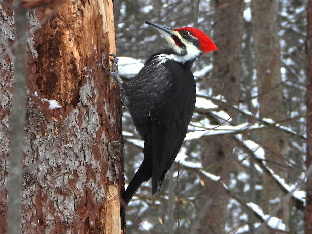 Pileated Woodpecker - ML646882069