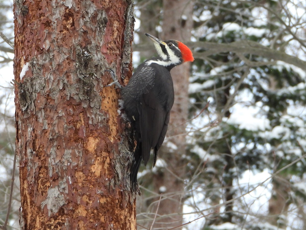 Pileated Woodpecker - ML646882070