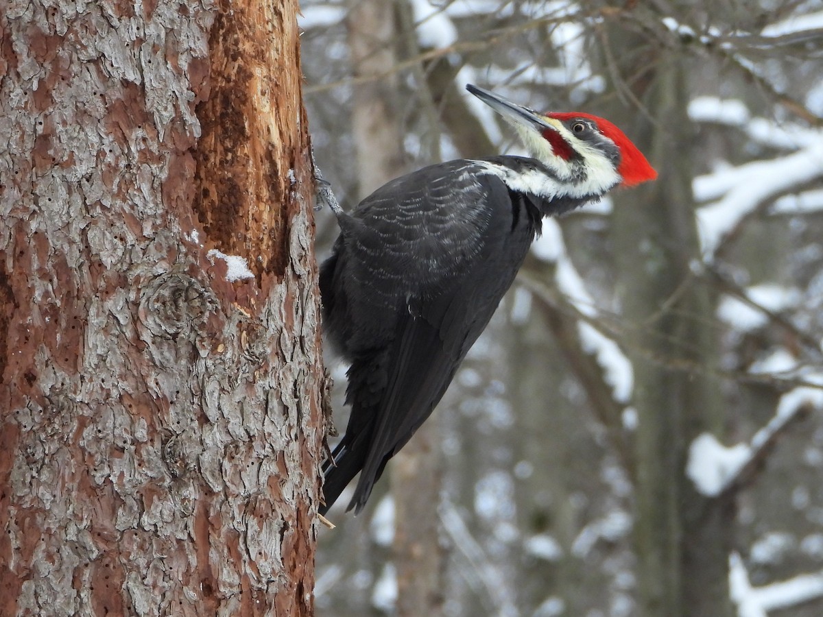 Pileated Woodpecker - ML646882071