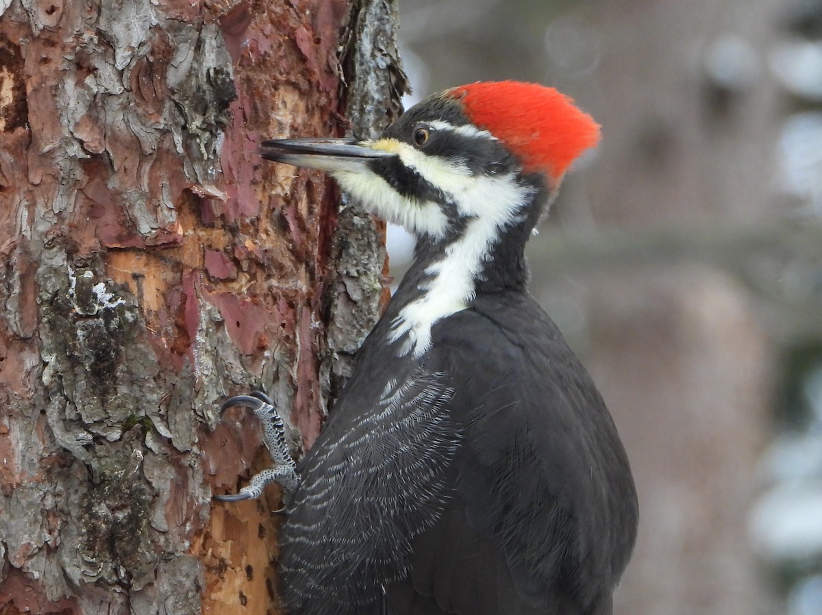Pileated Woodpecker - ML646882072