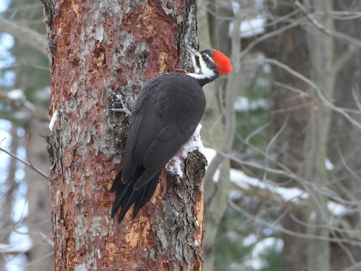 Pileated Woodpecker - ML646882073