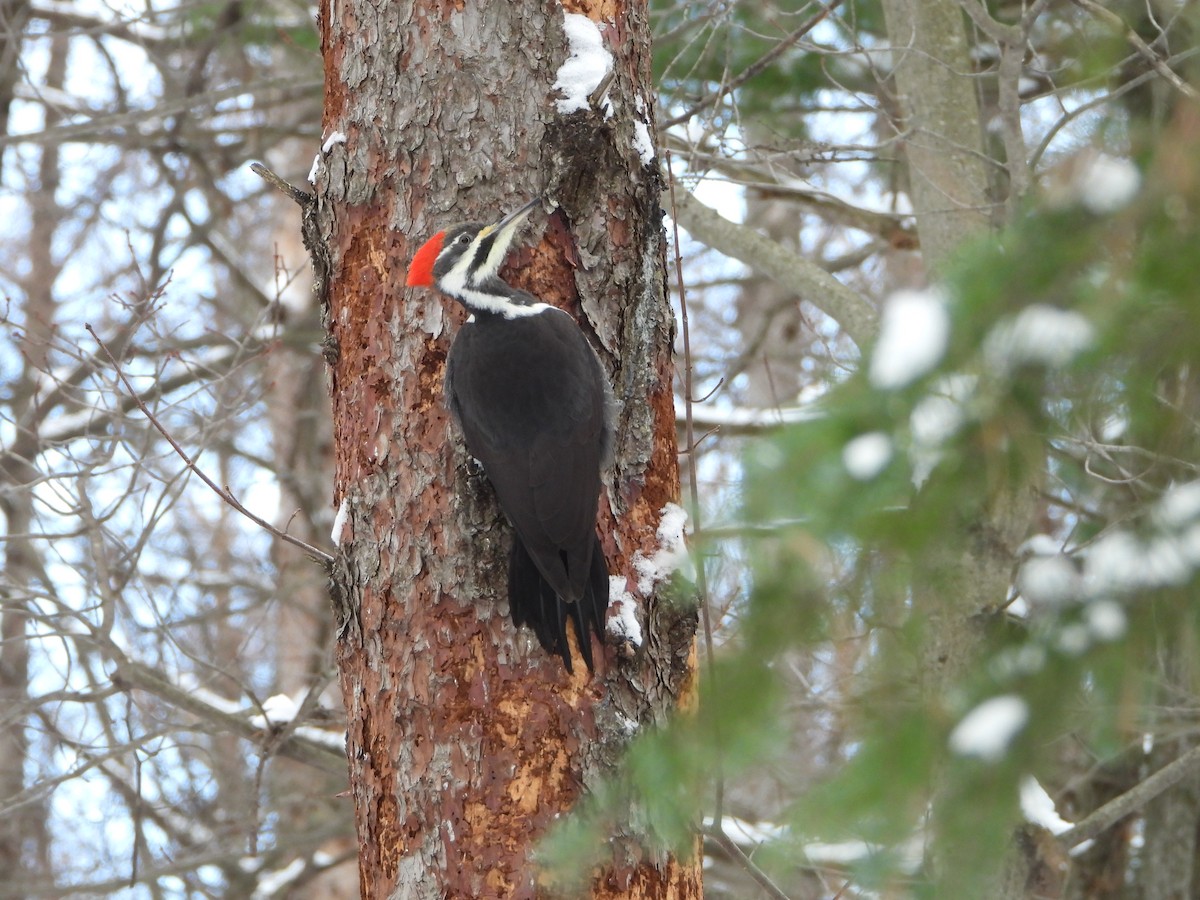 Pileated Woodpecker - ML646882075