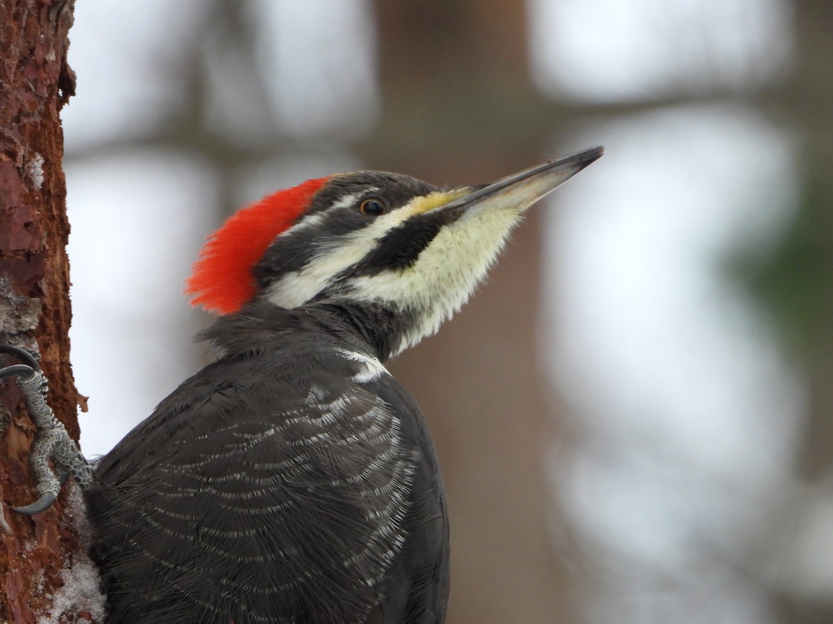 Pileated Woodpecker - ML646882076