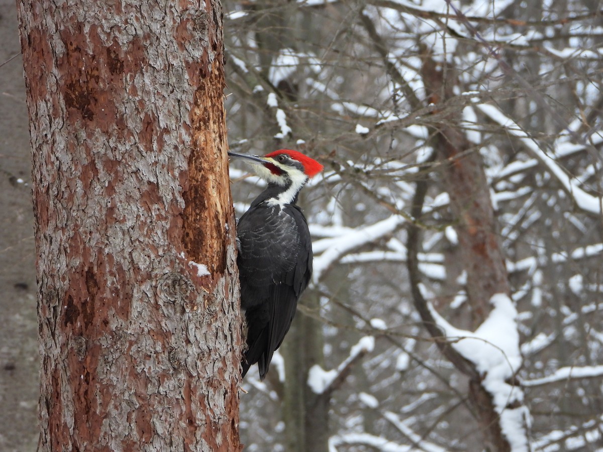 Pileated Woodpecker - ML646882077