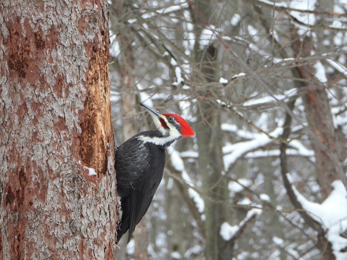 Pileated Woodpecker - ML646882078