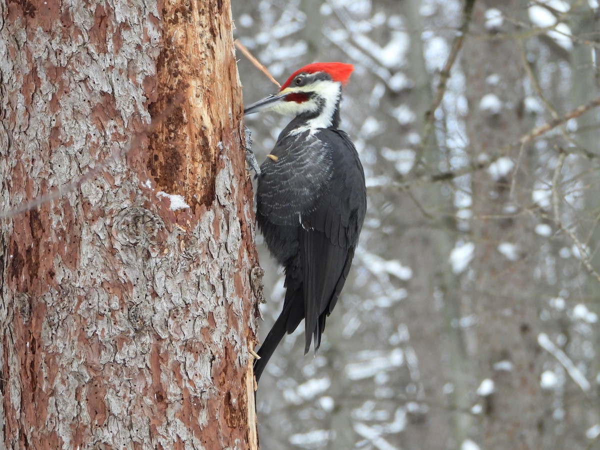 Pileated Woodpecker - ML646882079