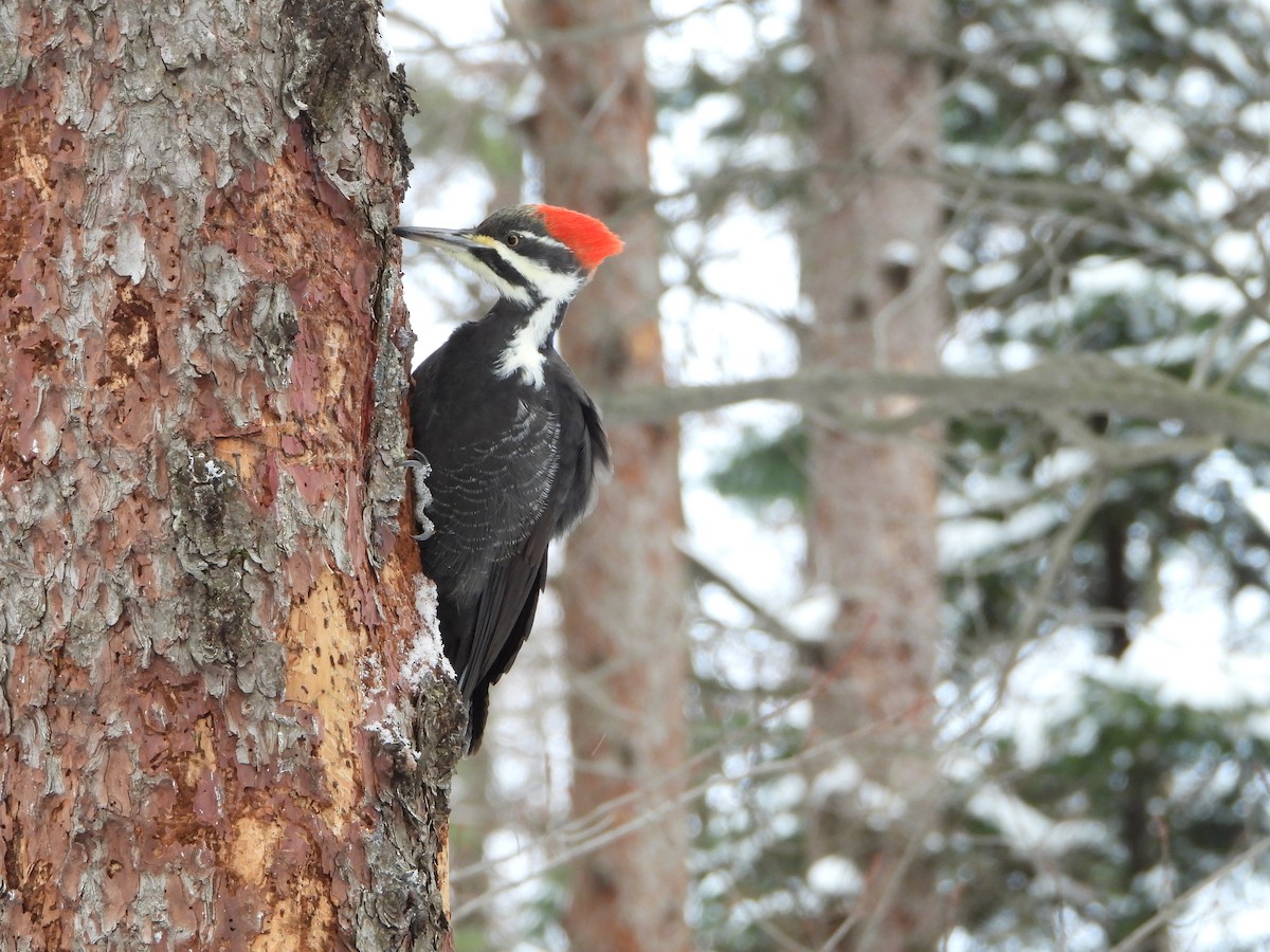 Pileated Woodpecker - ML646882080