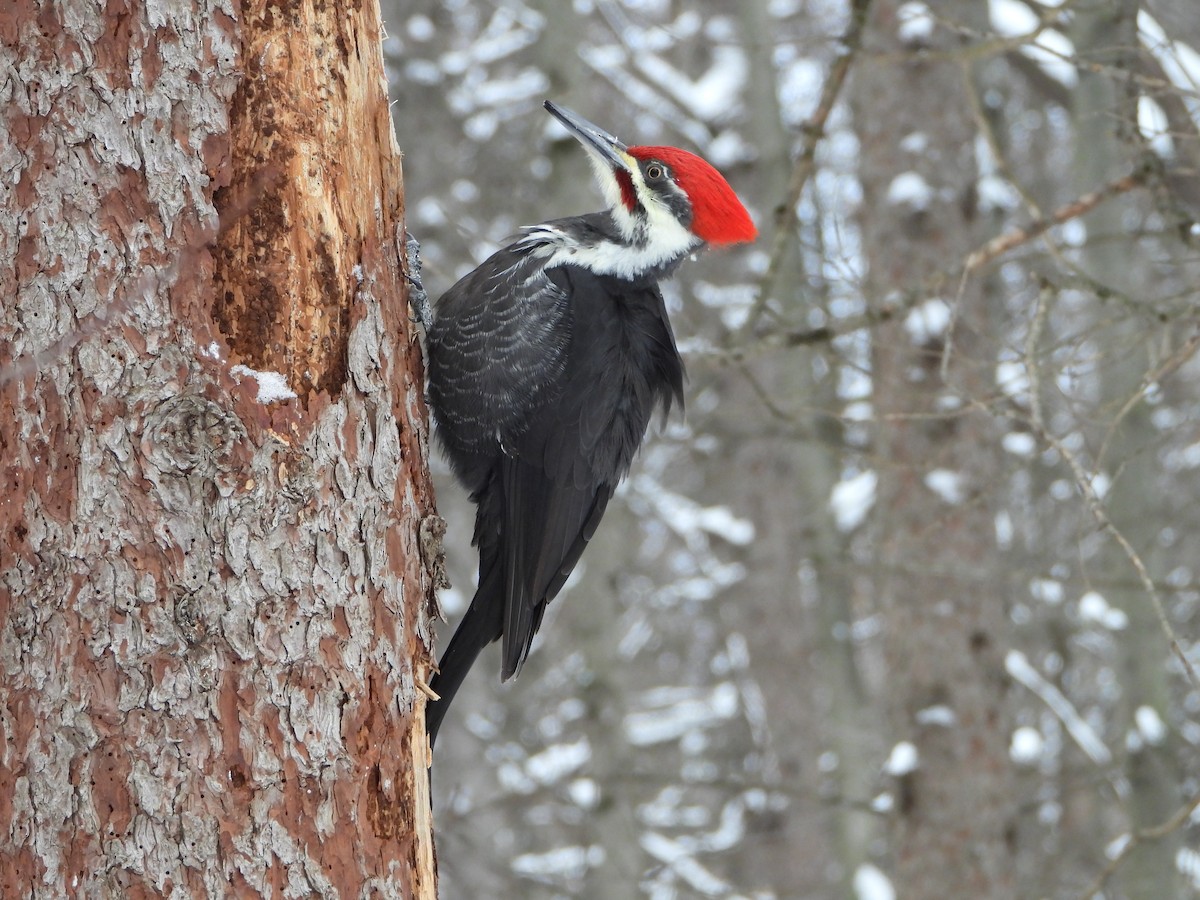 Pileated Woodpecker - ML646882081