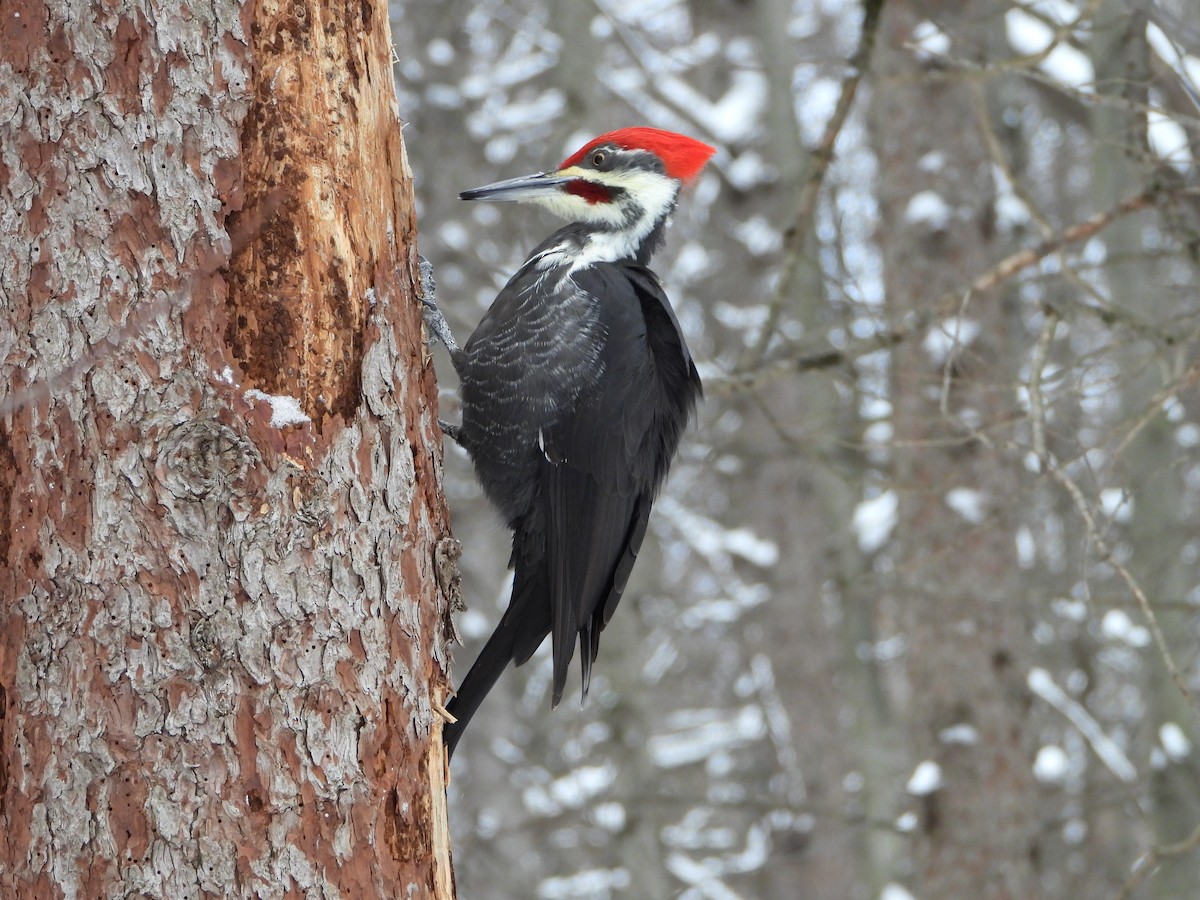 Pileated Woodpecker - ML646882082