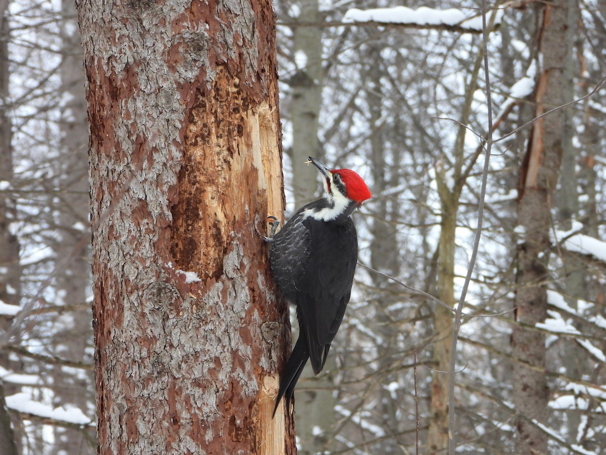 Pileated Woodpecker - ML646882083