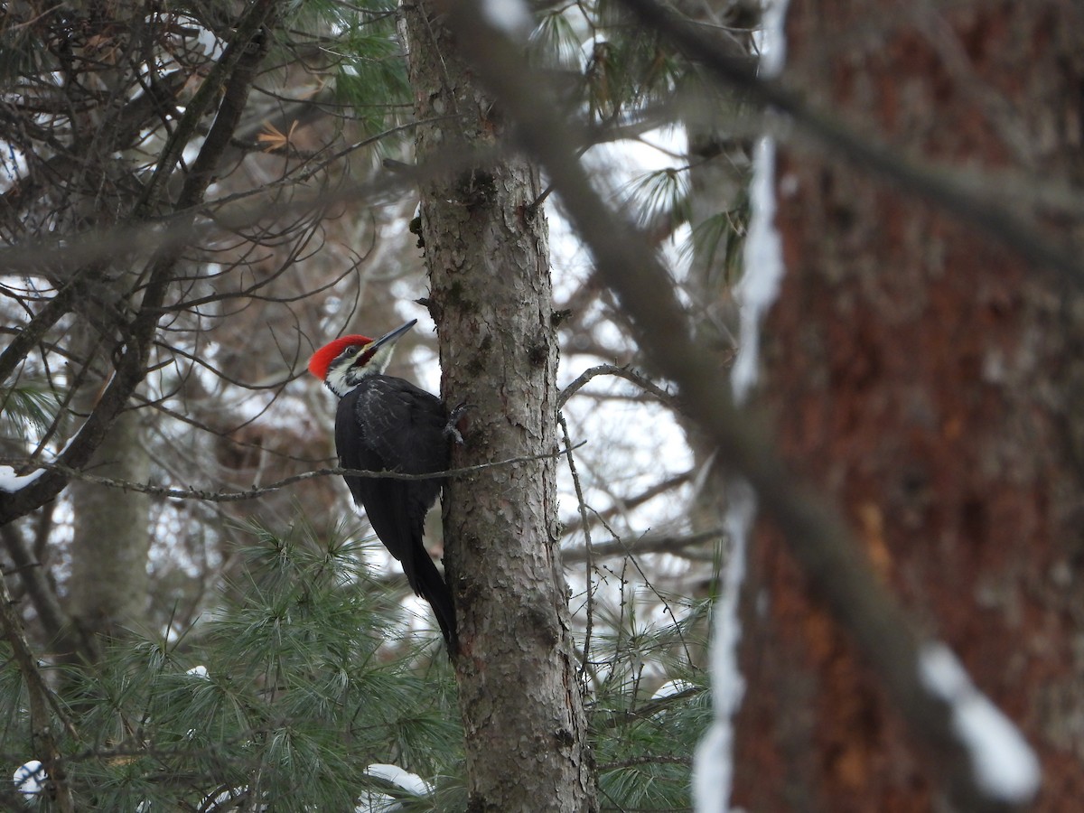 Pileated Woodpecker - ML646882084