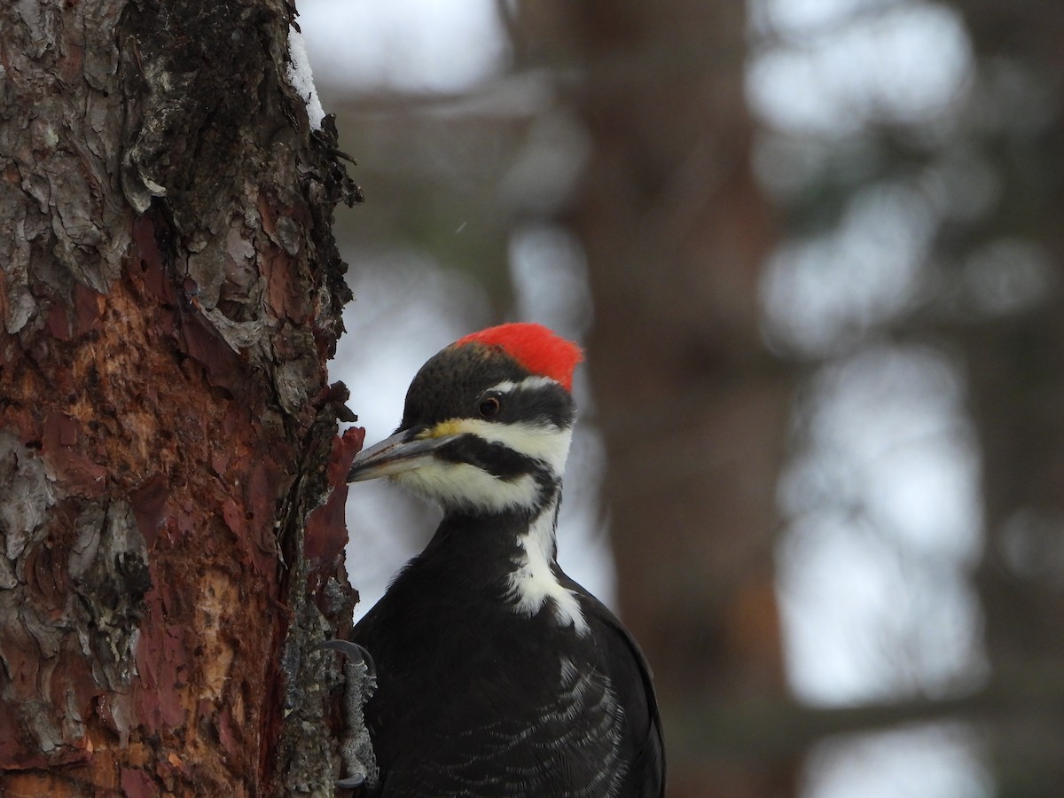 Pileated Woodpecker - ML646882085