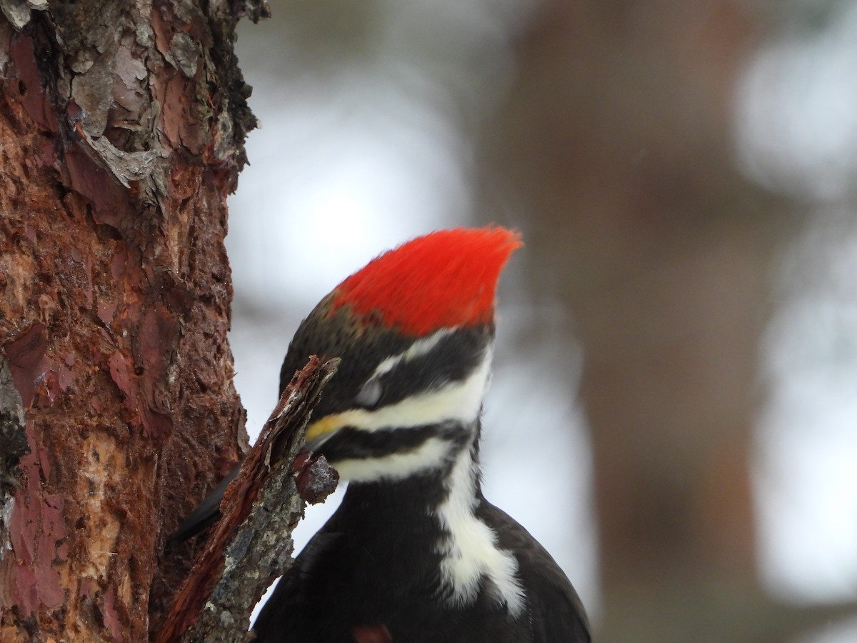 Pileated Woodpecker - ML646882086