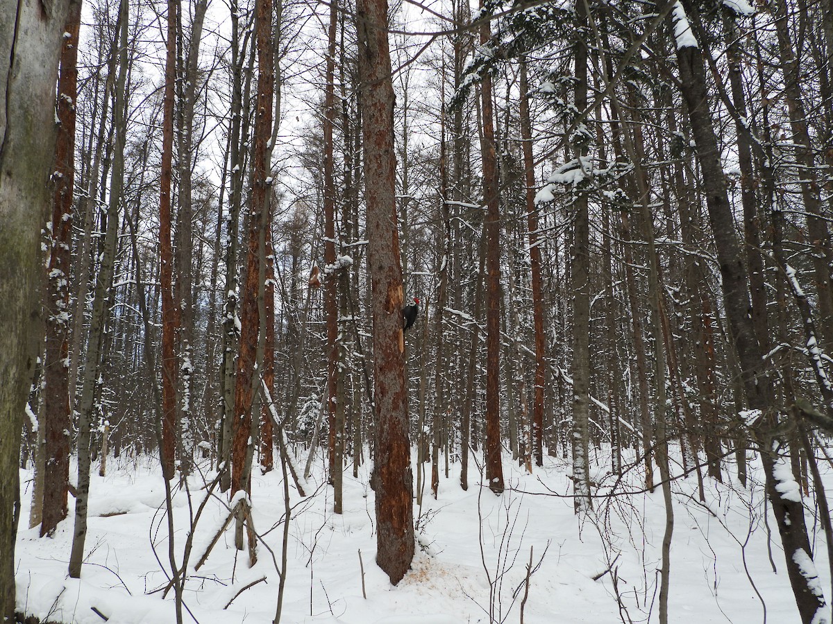 Pileated Woodpecker - ML646882087
