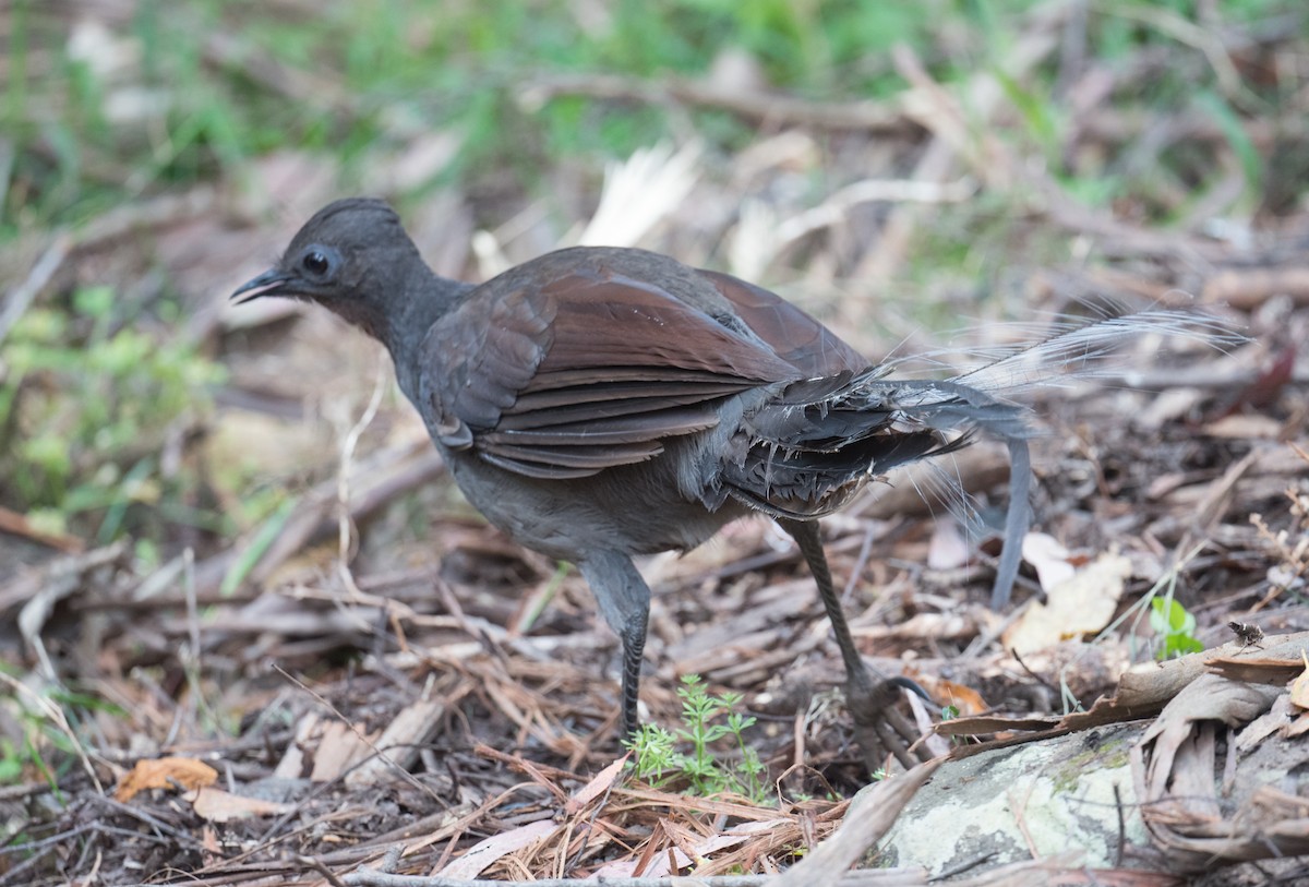 コトドリ - ML646882088