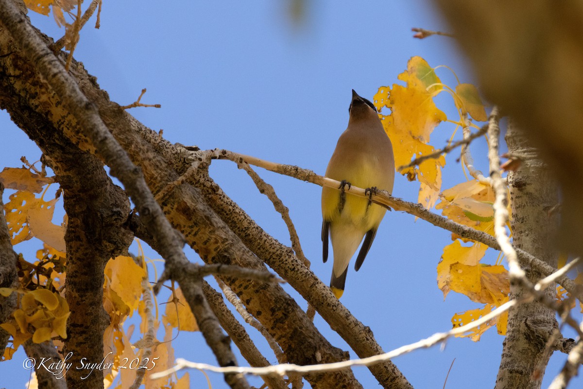 brkoslav americký - ML646882091