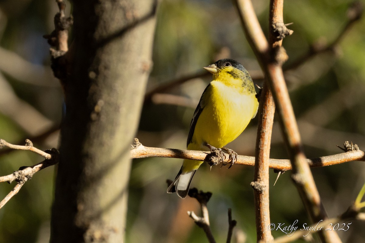Lesser Goldfinch - ML646882098