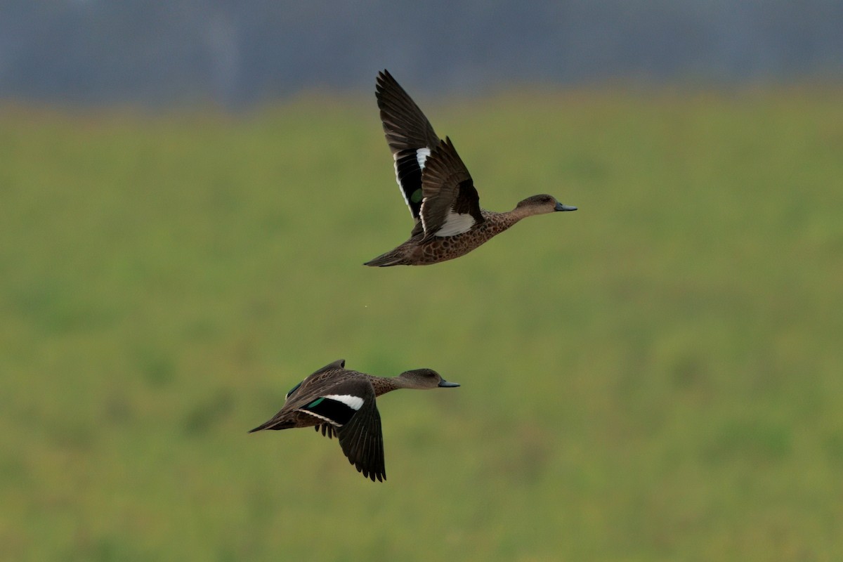 Augenbrauenente - ML646882101