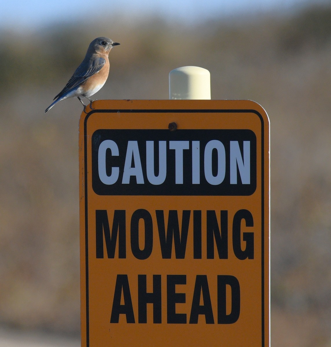 Eastern Bluebird - ML646882103