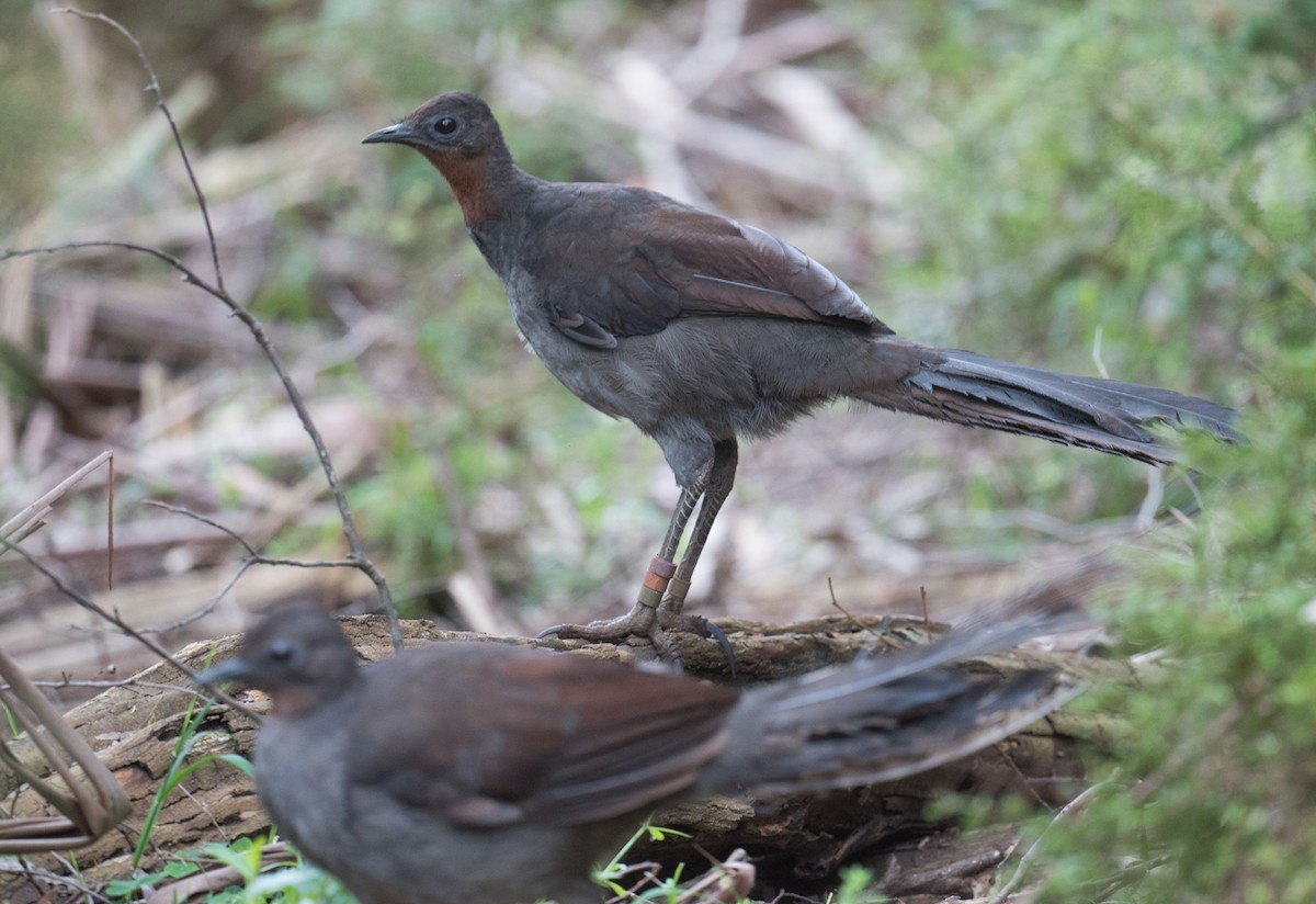 コトドリ - ML646882104