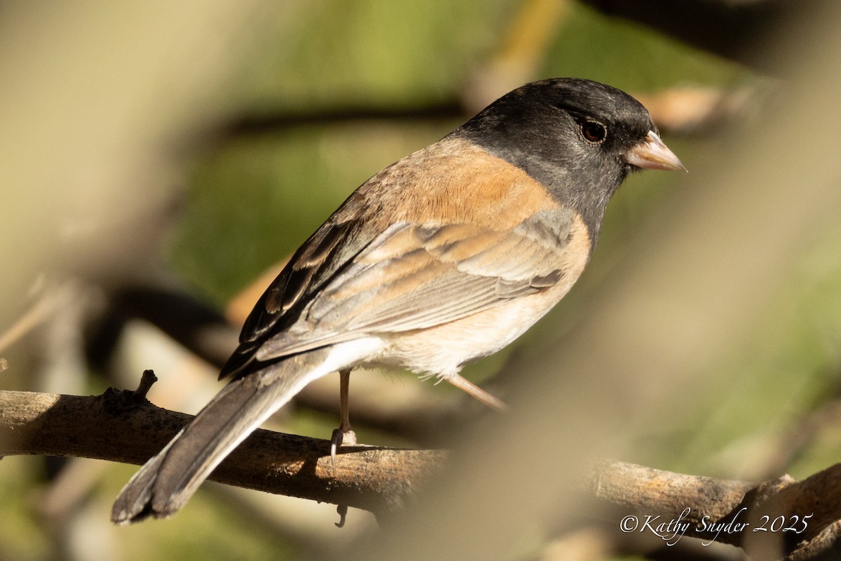 Dark-eyed Junco (Oregon) - ML646882105