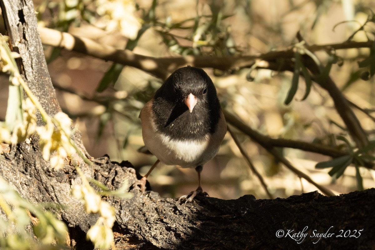 Dark-eyed Junco (Oregon) - ML646882106