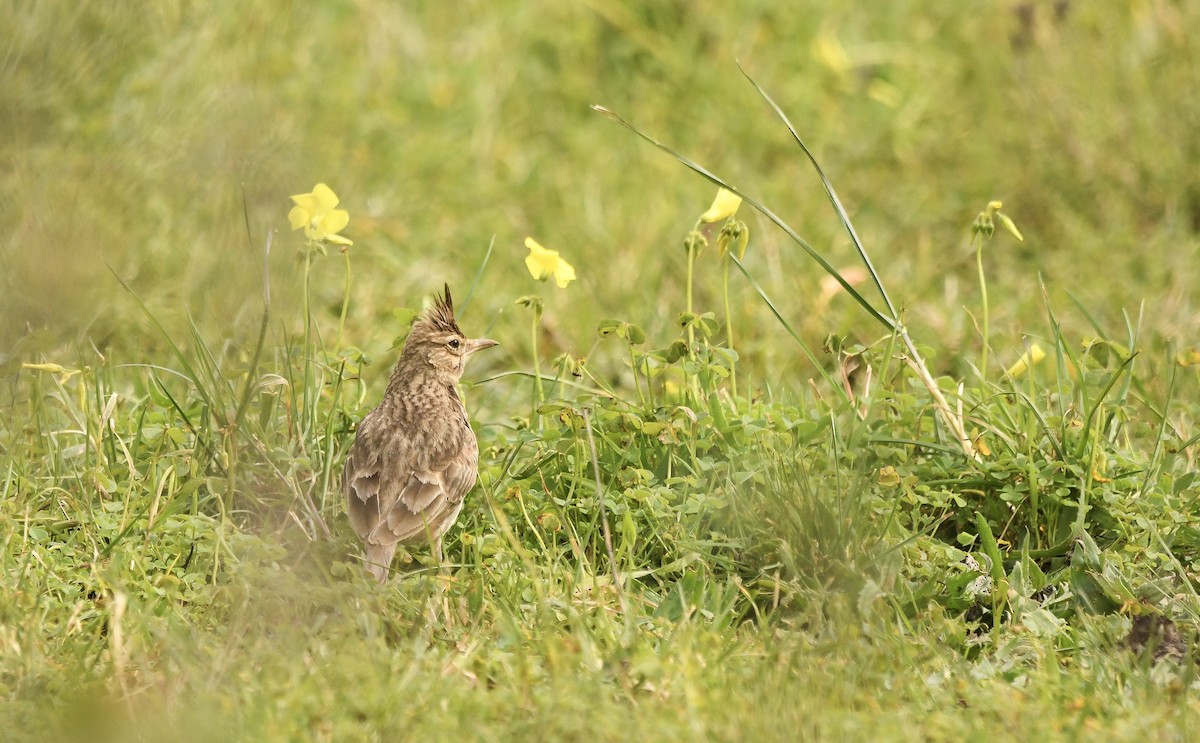 Crested Lark (Crested) - ML646882107