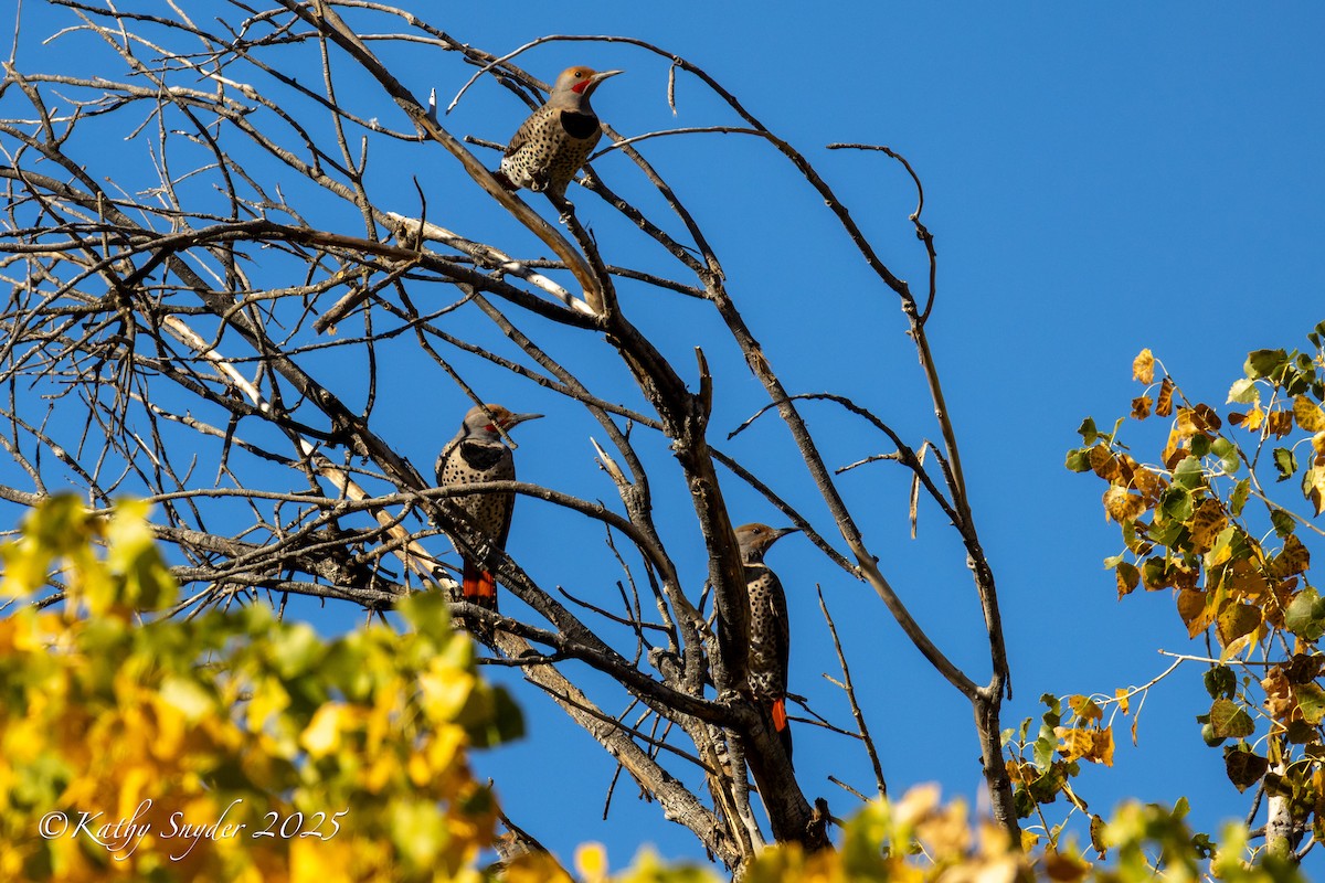 Altın Ağaçkakan [cafer grubu] - ML646882111