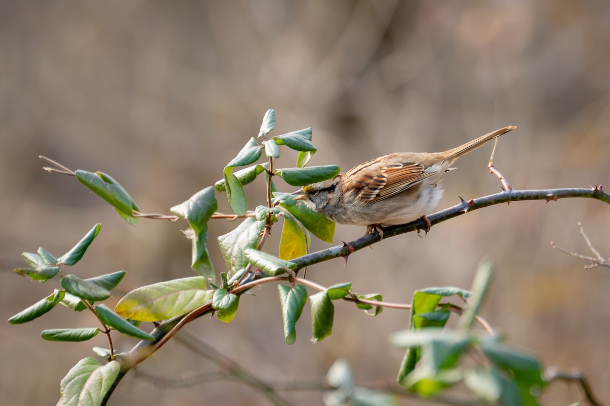 ノドジロシトド - ML646882113