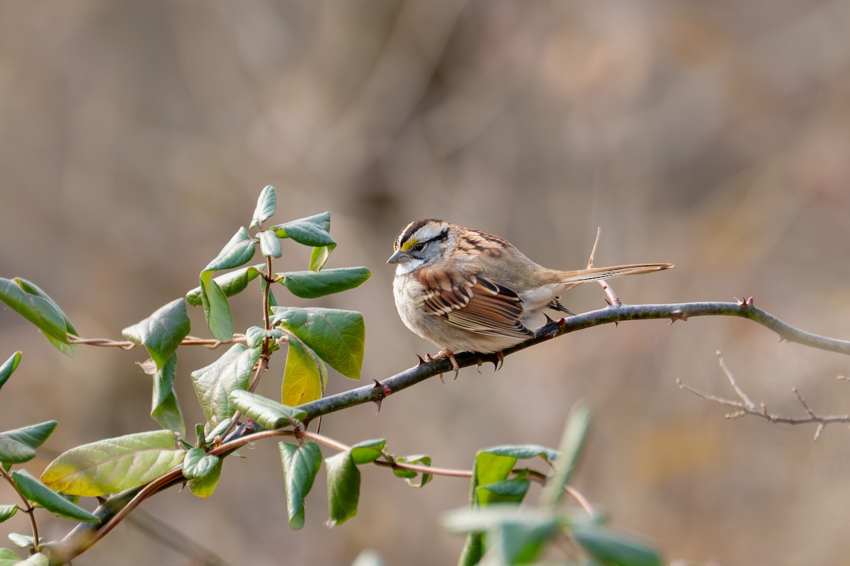 ノドジロシトド - ML646882114