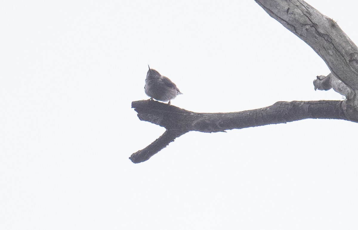 オーストラリアゴジュウカラ - ML646882119