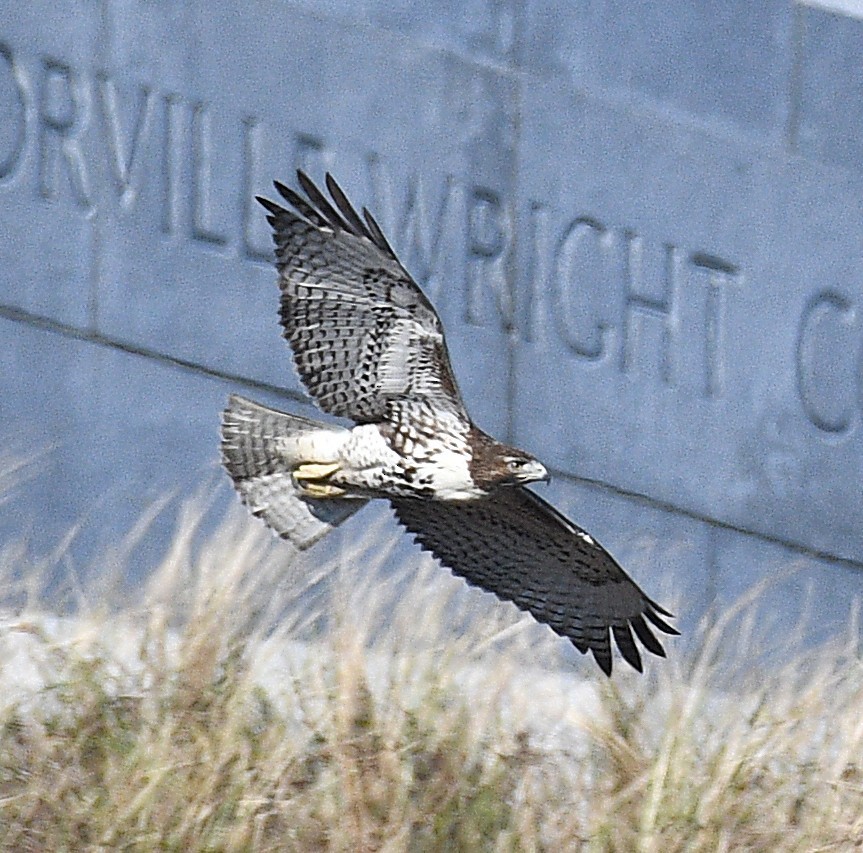Red-tailed Hawk - ML646882122