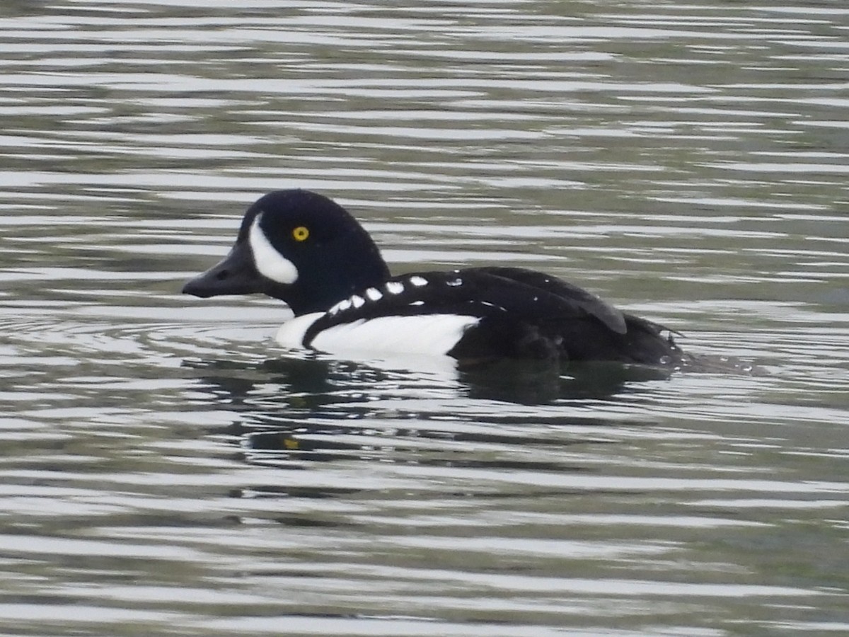 Гоголь ісландський - ML646882123