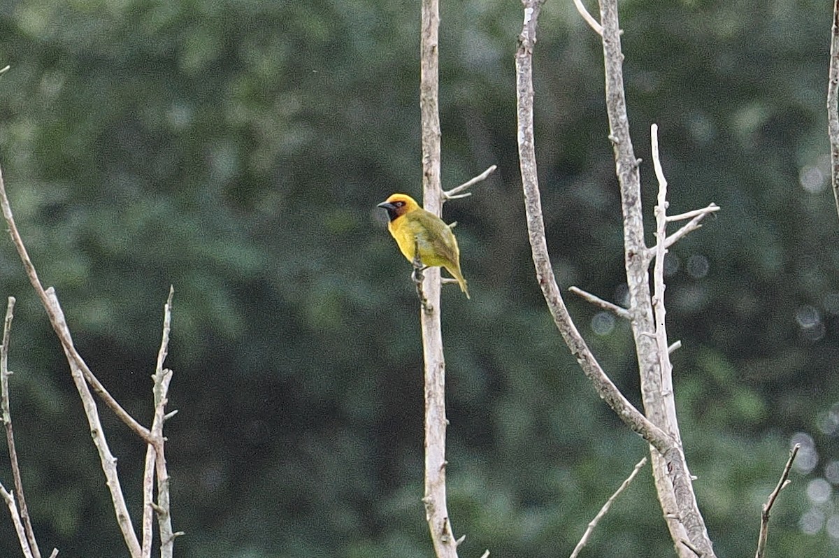 Olive-naped Weaver - ML646882124