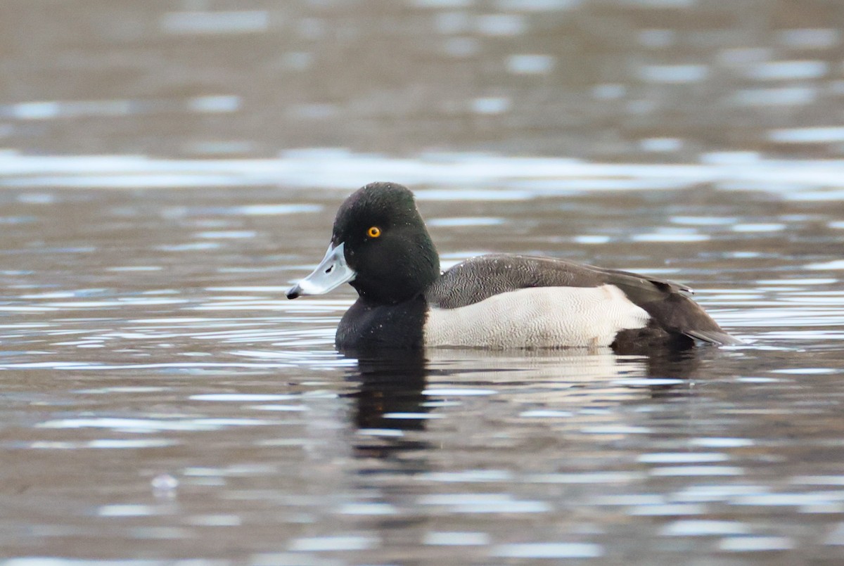 Hybride Fuligule à collier x Petit Fuligule - ML646882125