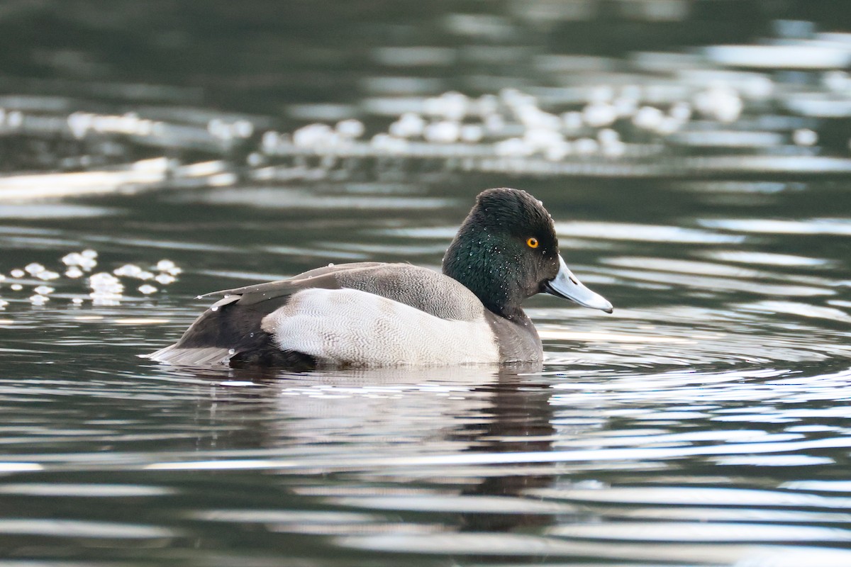 Hybride Fuligule à collier x Petit Fuligule - ML646882126