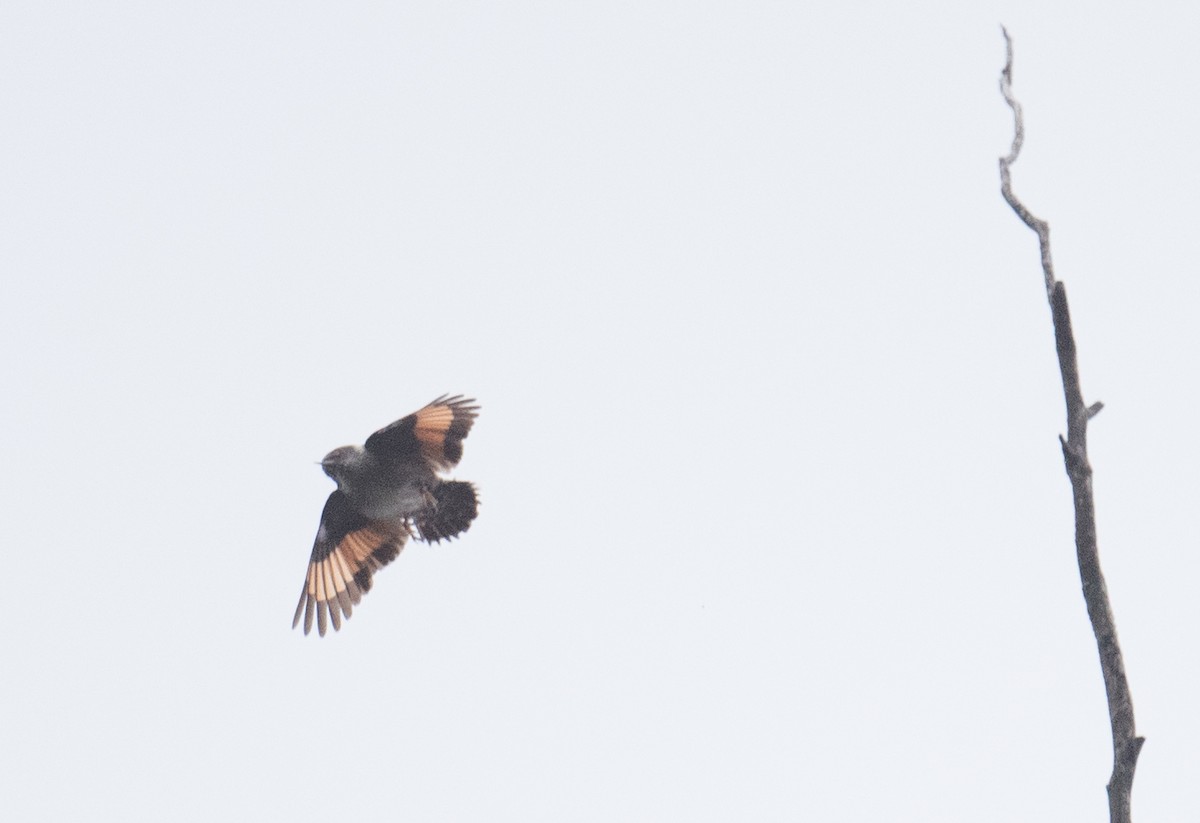 オーストラリアゴジュウカラ - ML646882127