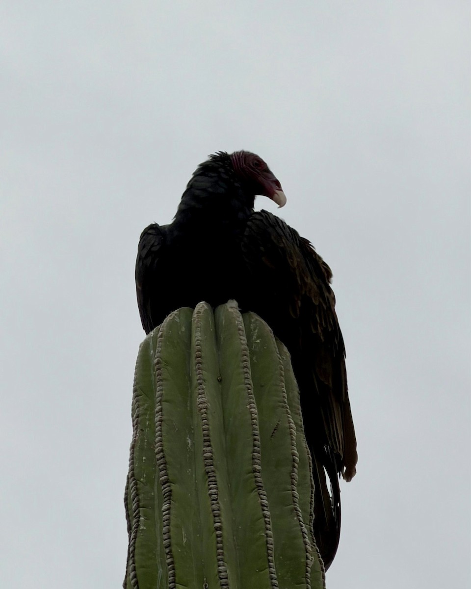 Turkey Vulture - ML646882128